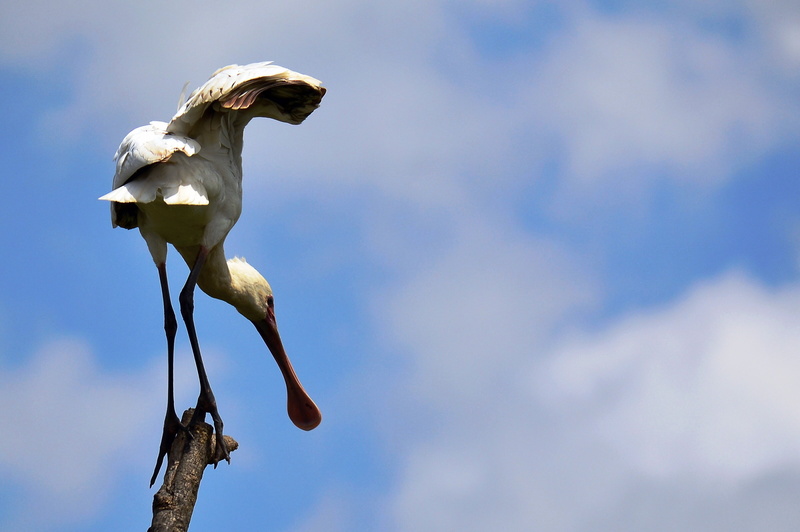 sky, vertebrate, perching, no people, outdoors, spoonbills, flower, white color, animals in the wild, animal themes, day, plant, nairobi national park