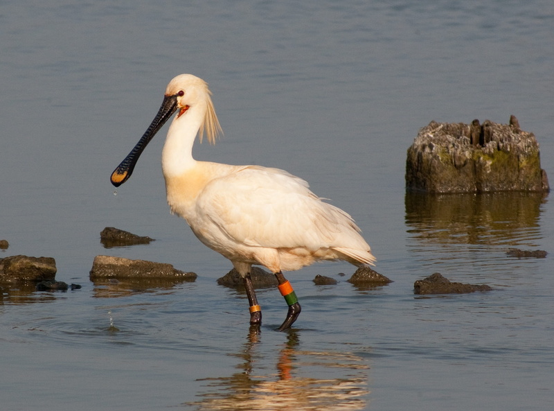 outdoors, perching, one animal, focus on foreground, water, vertebrate, animal wildlife, waterfront, animal themes, no people, beak, lake, animal, reflection