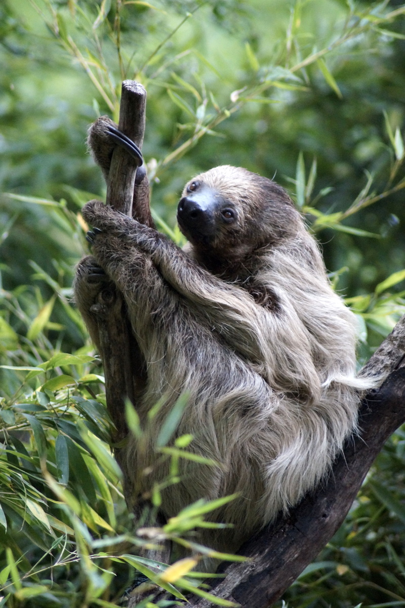 5K, depend, tree, sitting, focus on foreground, forest, animals in the wild, day, primate, animal themes, green color, monkey, rest, sloth, vertebrate