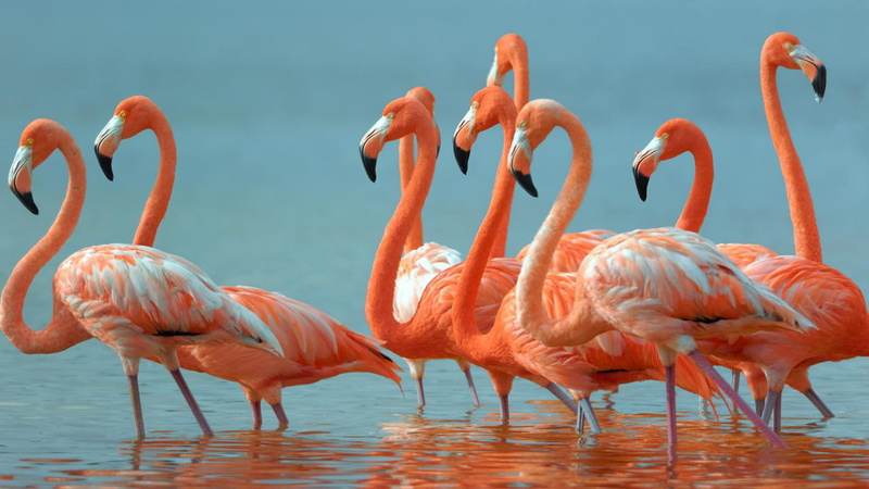 1080P, beautiful, flamingos, birds, desktop, hd, exotic