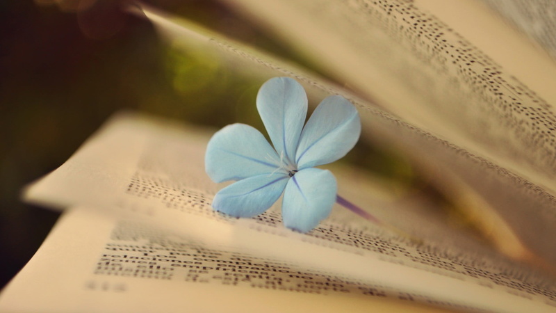macro, beauty in nature, flower, plant, nature, books, no people, fragility, high angle view, flowering plant, leadwort, close-up, freshness, flowers, blue