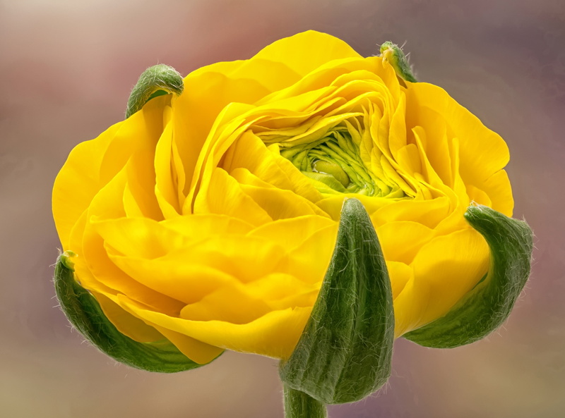 Flower, vibrant color, sigma150macro, fragility, flowering plant, ranunculus, nikond90, growth, Aero, Closeup, davespindle, plant, Macro, sepal, heliconfocus