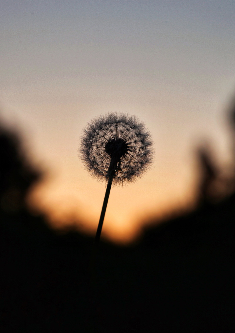 no people, flower, growth, sunset, flowering plant, pollen, focus on foreground, summer, vulnerability, plant, selective focus, freshness, dandelions, softness