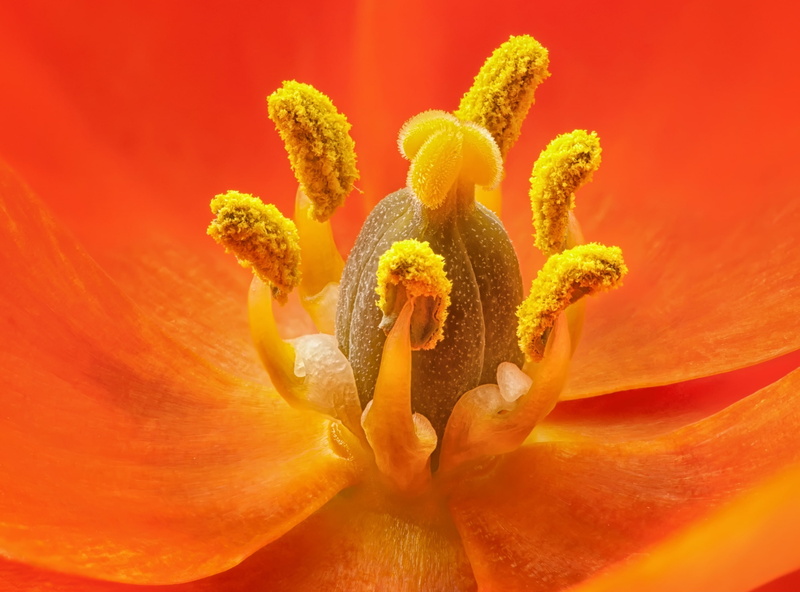vulnerability, niksoftware, orange color, softness, Flower, growth, plant, backgrounds, star, fragility, no people, Aero, davespindle, nikond90, flora