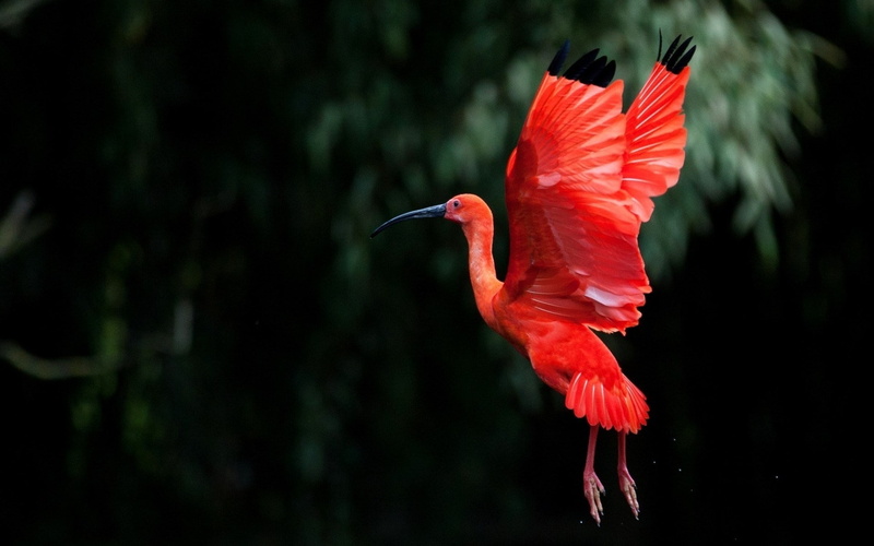 flying, red ibis, red, bird, wings, 1080P, ibis
