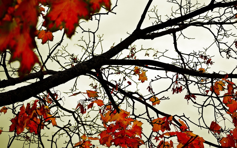 depthoffield, nature, nikon, nikond90, ontariocanada, colours, 2K, londonontariocanada, foliage, fall, brown, photography, canada, leaves, sky, trees