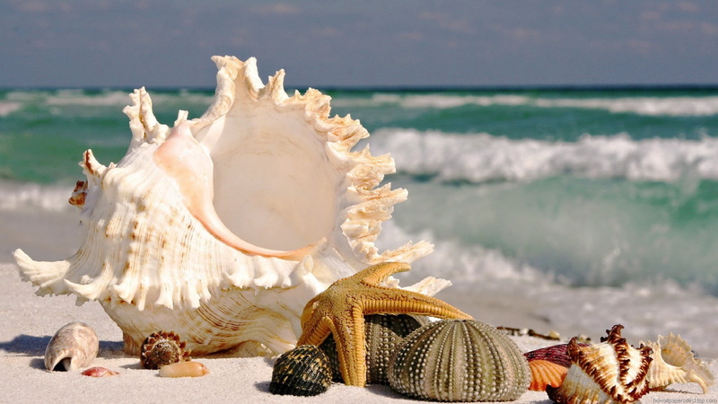 hd photographs, shell, 1920x1080, starfish, sea, sand, 1080P, wave, photography