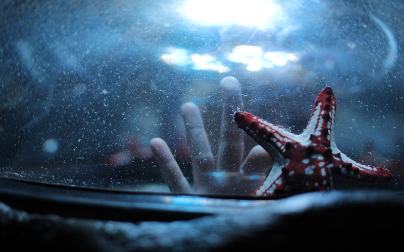 1080P, starfish, red, hd, white, animals, hand