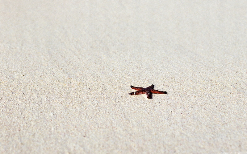 1080P, sand, hd, starfish, nature, white