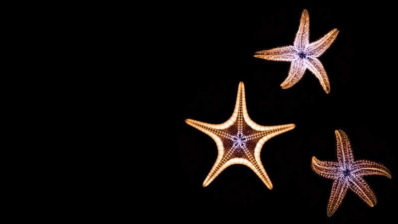 hd, 1080P, animals, fish, animal, starfish, star, art, starfishes, Black