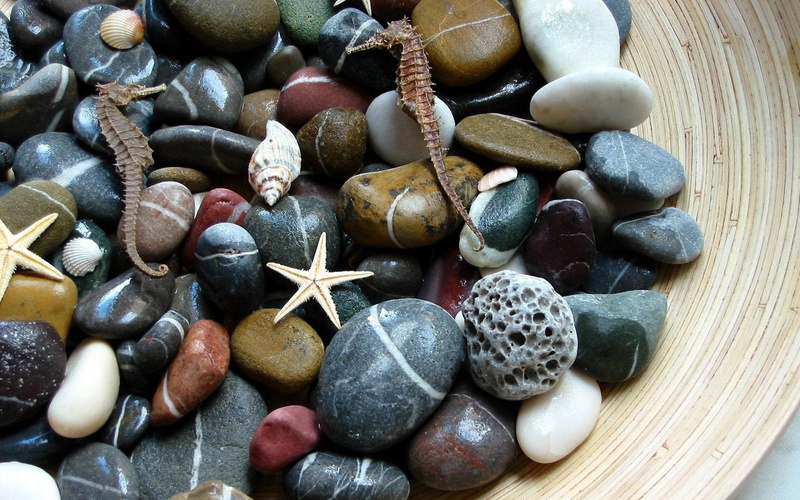 x, hd, animals, 1080P, starfish, seahorse, art, shells, decor, horses, macro, stones