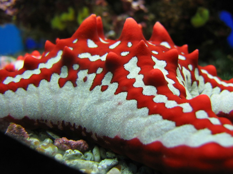 starfish, horns, art, white, horned, coral, hd, oceans, red, Blue, 1080P, nature