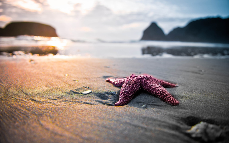sunsets, x, hd, nature, close-up, 2K, art, abstract, closeup, starfish, macro, beach, photography