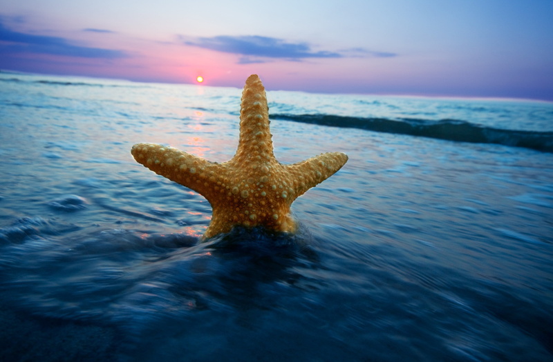 close-up, wave, sea, fullscreen, animal wildlife, 2K, starfish, clouds, HD, full screen, orange, horizon over water, fish, outdoors