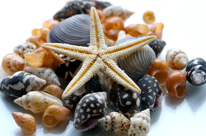 focus on foreground, shell, seashells, animal shell, white background, shape, starfish, indoors, no people, food, white, assorted, animals in the wild