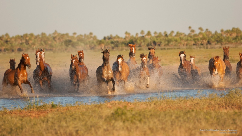 feral, paraguay, quarter, 2K, semi, Animals, horses