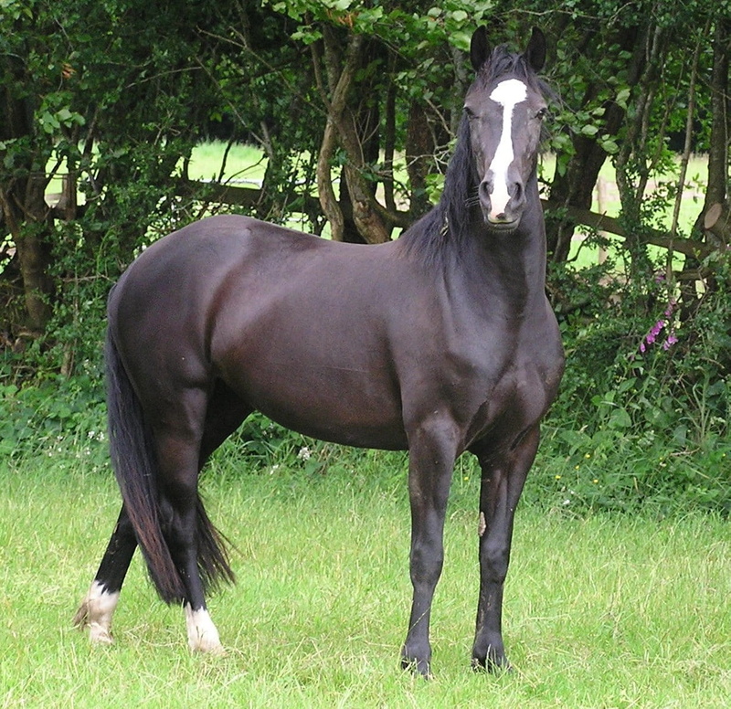 480P, quarter horse, art, hd, Quarter, horses, horse, animals, American, Black