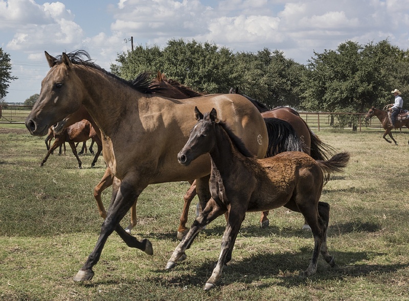 group of animals, two animals, usa, animal, pets, horse, animal wildlife, animal themes, running, domestic, brown, plant, portrait, livestock, mammal, colt