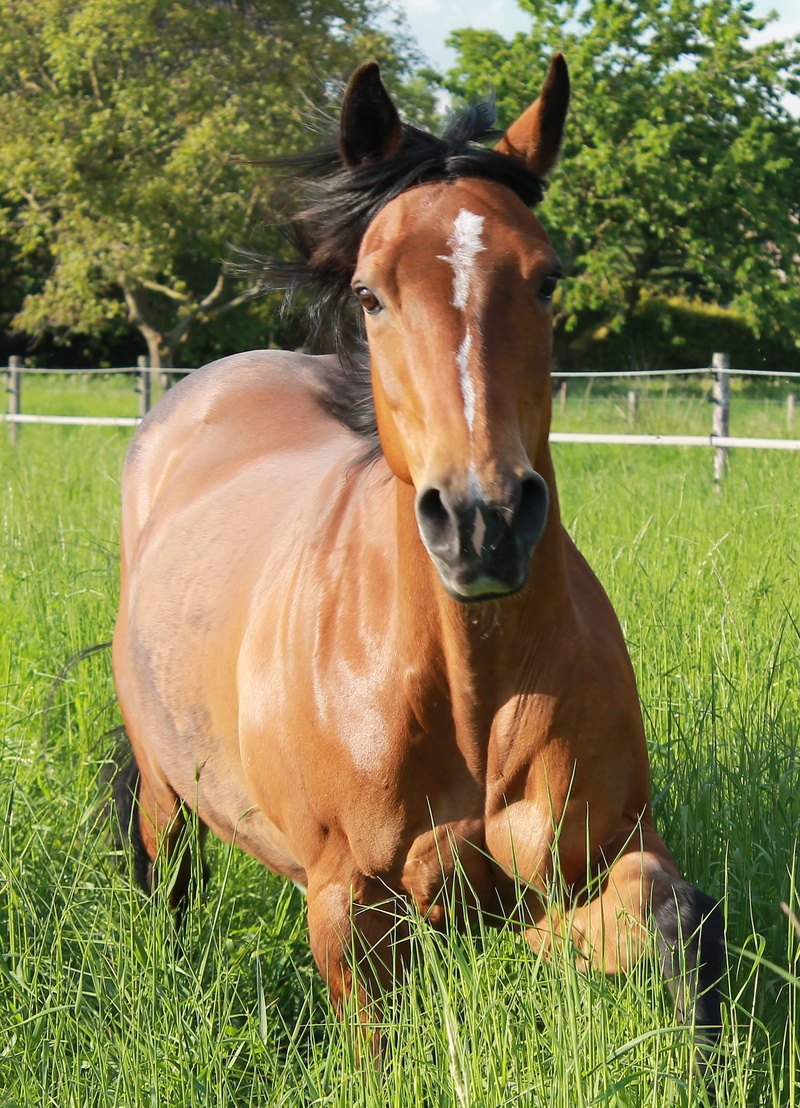 friendly, no people, livestock, view, herbivorous, ranch, animal wildlife, quarter-horse, animal themes, paddock, domestic, pasture, pets, horse, outdoors
