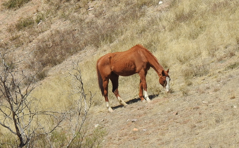 no people, domestic, unbridled, arizona, horse, mountain, day, livestock, field, domestic animals, plant, mammal, animal wildlife, animal, view, brown