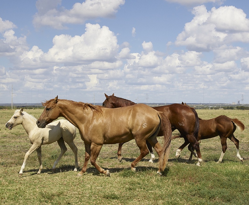 outdoors, animal, sky, pets, mammal, venus, colts, plant, 1080P, cloud - sky, herbivorous, mares, usa, quarter horses, portrait, five, animal themes, field