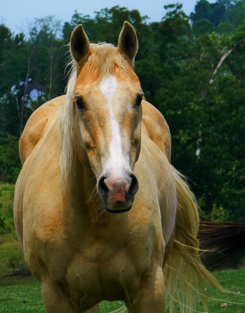 horse, day, vertebrate, close-up, focus on foreground, field, portrait, pets, plant, domestic, palomino horse, animal, meadow, animal mouth, animal themes