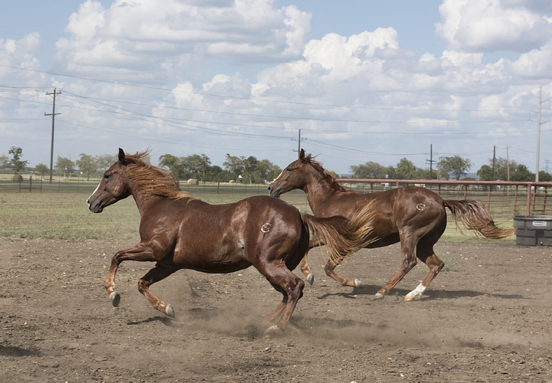 1080P, animal themes, quarter horses, herbivorous, ranch, mammal, cloud - sky, domestic animals, texas, portrait, nature, field, outdoors, brown, running