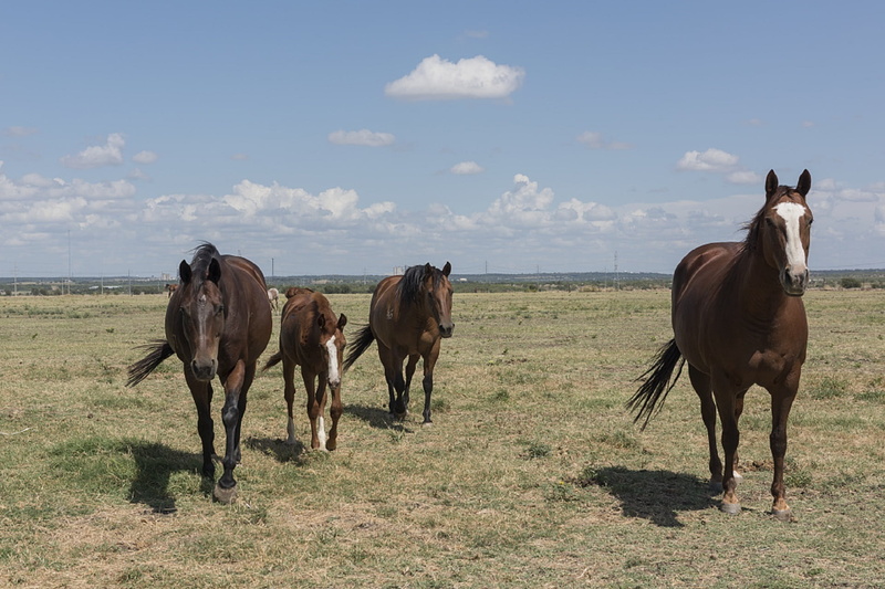 venus, walking, vertebrate, portrait, ranch, no people, domestic, mare, environment, horse, colt, herd, quarter horses, mammal, 1080P, animal themes, sky