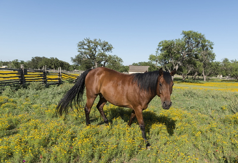 mammal, agriculture, animal wildlife, no people, horse, equestrian, brown, animal, quarter horse, domestic animals, pets, sky, outdoors, portrait, venus