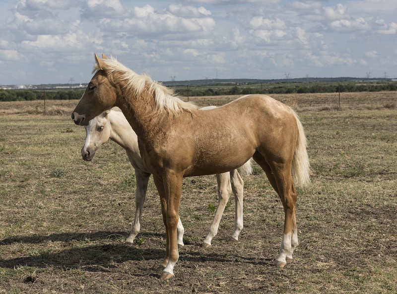 animal themes, quarter horses, two, mare, one animal, domestic animals, pasture, equestrian, livestock, side view, herbivorous, no people, horse, grass