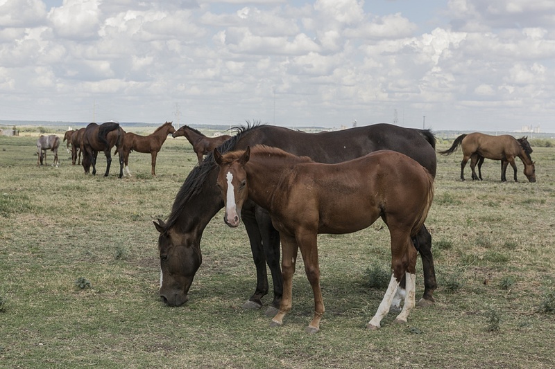 animal wildlife, equestrian, herd, livestock, animal family, ranch, mammal, animal themes, nature, horse, usa, pets, agriculture, land, grass, domestic animals