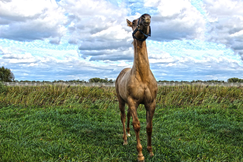 green color, farm, rural, arabian, animal themes, graze, mare, stallion, pasture, mane, day, purebred, field, western, herbivorous, land, colt, outdoors