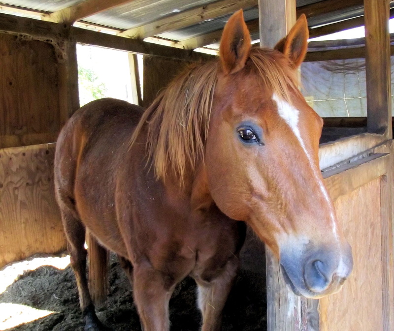 stall, fur, one animal, stable, 2K, pointed, vertebrate, animal wildlife, eyes, outdoors, white, horse, pet, shaggy, brown, black points, gelding, snip