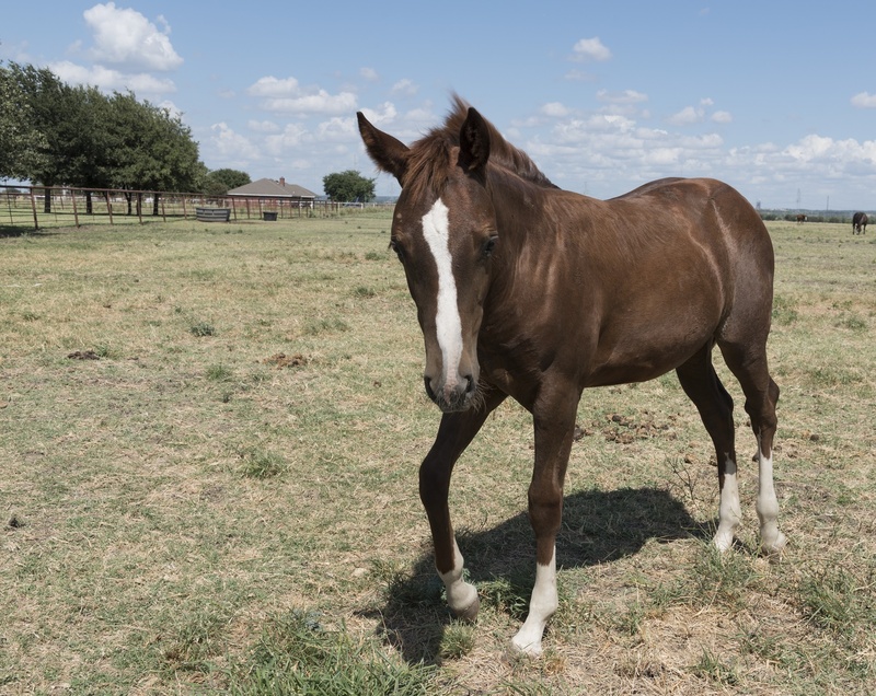 pets, grass, one animal, day, pasture, equine, animal themes, quarter horse, sky, country, no people, cloud - sky, animal wildlife, field, mammal, plant
