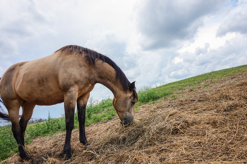 quarter, field, landscape, day, cloud - sky, animal themes, horse, sky, grass, livestock, sun, hay, canada, sunny, one animal, farm, animal wildlife, quarterhorse