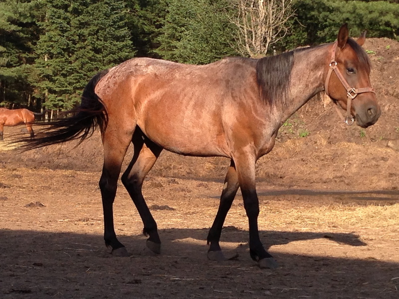 horses, animal themes, brown, herbivorous, walking, riding, ranch, farmland, quarter horse, outdoors, pets, no people, livestock, mammal, vertebrate, nature