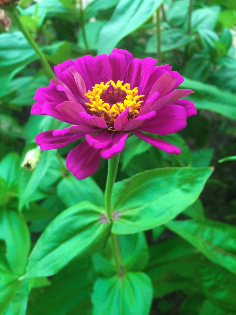 pink color, red purple, no people, plant, pollen, flower bed, summer, nature, flower, flowering plant, japan, inflorescence, yokosuka, freshness, umikaze park