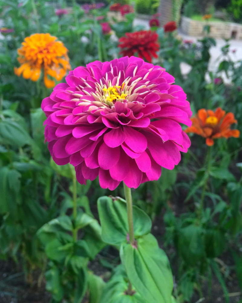 pink color, flower bed, heisei-cho, petal, umikaze park, focus on foreground, pink, zinnia, pollen, freshness, inflorescence, flowers, stamen, yellow, vulnerability