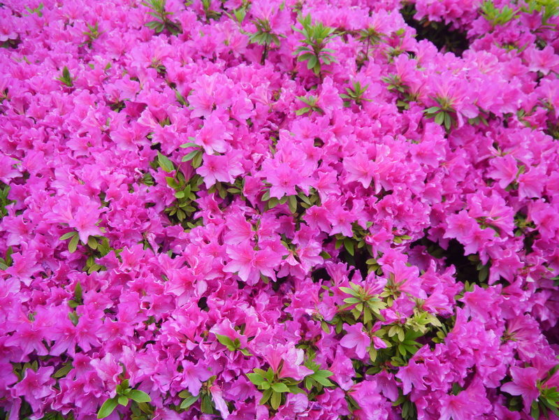 may, freshness, full frame, outdoors, japan, petal, abundance, nature, summer, purple, spring, pink Color, flower Head, 4K, beauty In Nature, flowering
