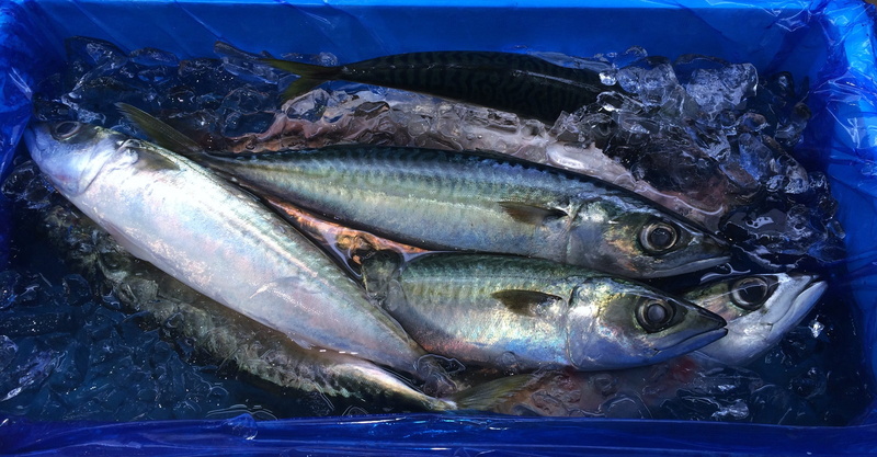 freshness, for sale, Blue, indoors, blue, animal themes, retail, fresh fish, 2K, silver colored, vertebrate, Fish, japan, raw food, department, backgrounds