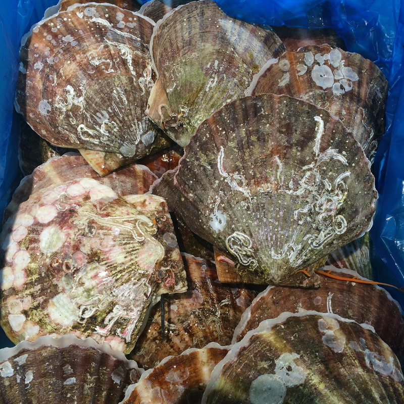market, close-up, food and drink, pattern, department, Scallop, yokosuka, shell, Seiyu Ltd, for sale, supermarket, living, solid, heisei-cho, rock, day