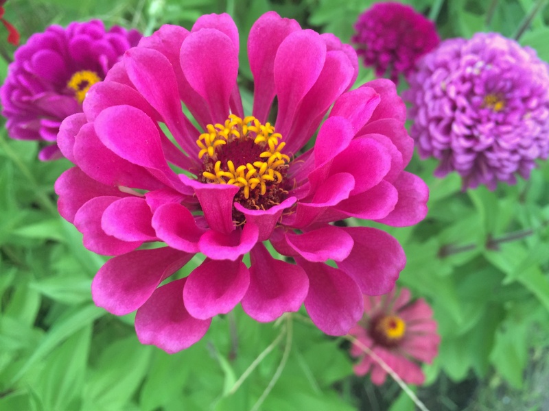 summer, pink, leaf, vulnerability, dahlia, zinnia, close-up, springtime, purple, madder red, red purple, inflorescence, pollen, yokosuka, heisei-cho, 2K