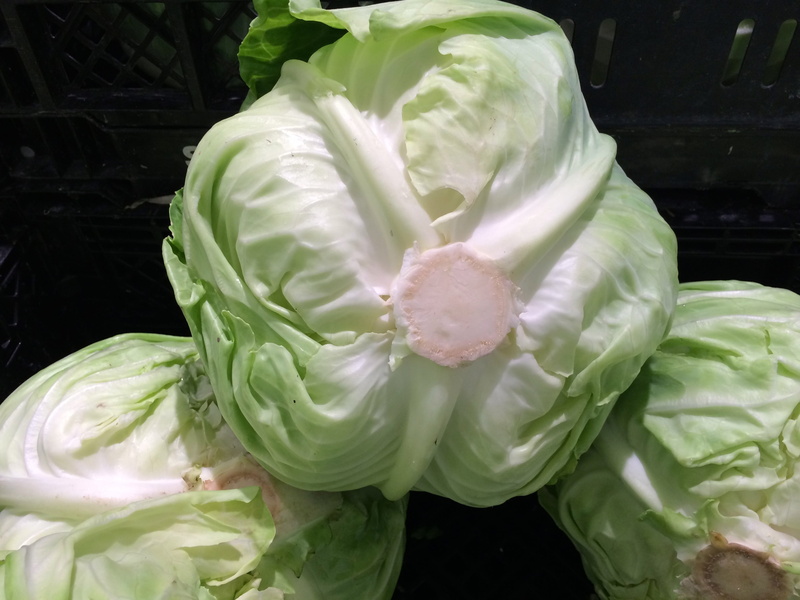 department, nature, flowering plant, heisei-cho, freshness, leaf, japan, cabbage, supermarket, plant, fragility, flower, plant part, petal, vulnerability