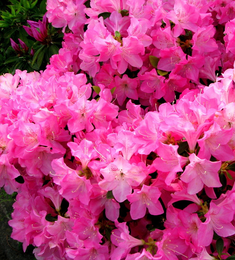 heisei-cho, no people, springtime, spring, backgrounds, botany, growth, lilac, blossom, satsuki, flowers, flowering plant, pink, may, freshness, plant