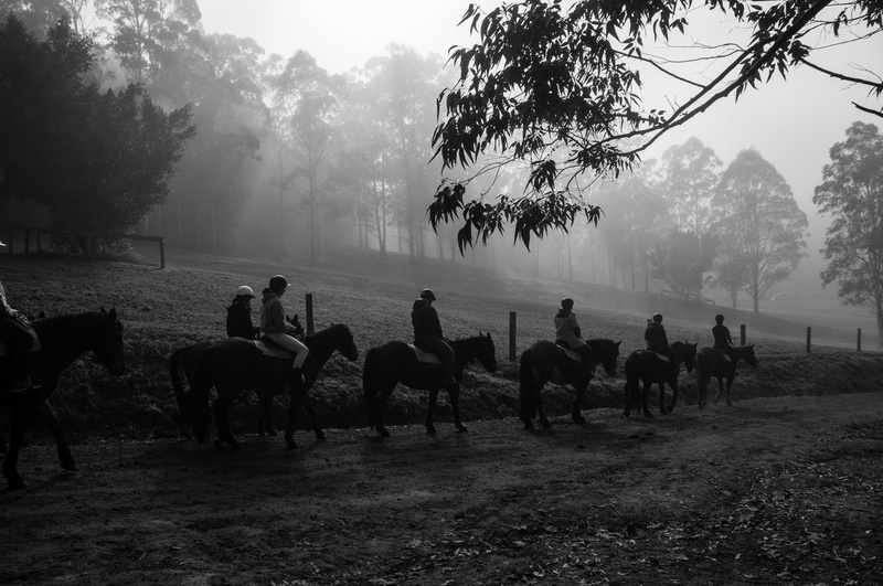 land, horseriding, moody, outdoors, fog, group of animals, field, plant, morning, animal wildlife, riding, livestock, herbivorous, gloomy, australia, horses