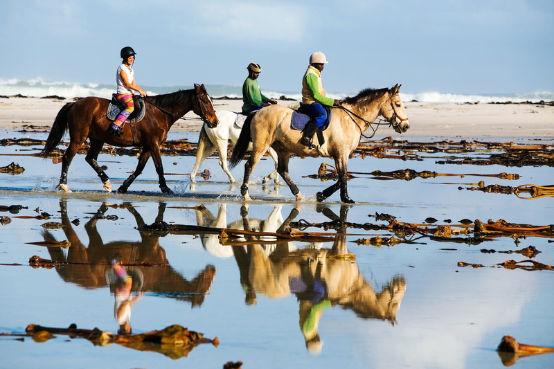 three, equestrian, animal, land, animal themes, coastline, beach ride, livestock, horse ride, domestic, horseback, vertebrate, sport, daytime, 2K, men