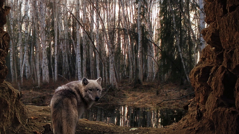 junghund, animal, wolf, carnivore, brown, scenics, vertebrate, forest, no people, pawed Mammal, woodland, animals In The Wild, wild Dog, canine, wolfhund