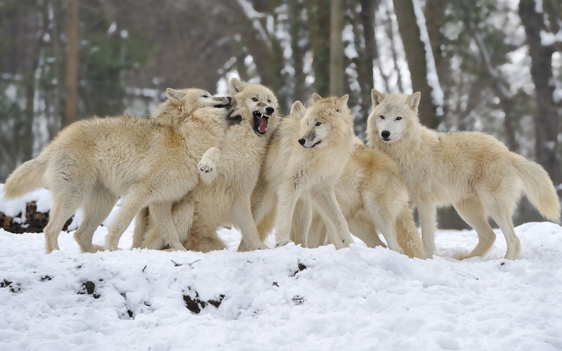 one Animal, forest, animal, nature, 2K, animals In The Wild, wolves, cute, wolf, mammal, winter, brown, outdoors, dog, arctic, cold - Temperature, wildlife