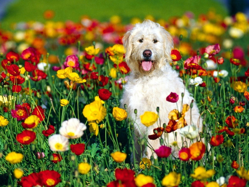domestic animals, motion, selective focus, animal, running, pets, one animal, nature, plant, dogs, mammal, canine, no people, flower, purebred dog, flower head
