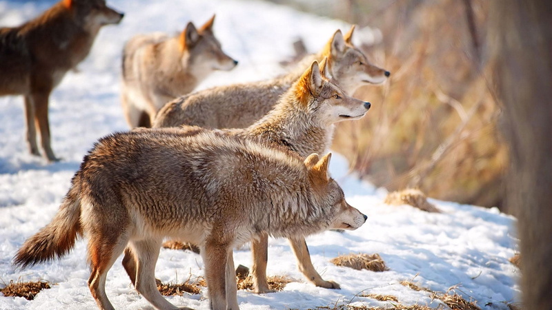 winter, domestic animals, three animals, wildlife, pawed Mammal, flock, gray Wolf, irish Wolfhound, hunting, brown, one Animal, wolves, animals Hunting